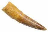 Fossil Spinosaurus Tooth - Real Dinosaur Tooth #345571-1